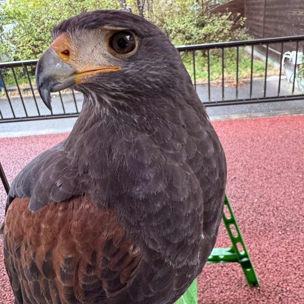 ハリスホーク